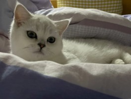 2个月的猫多重：了解幼猫体重增长规律