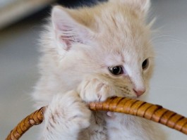 猫咪怀孕：了解孕期护理与注意事项