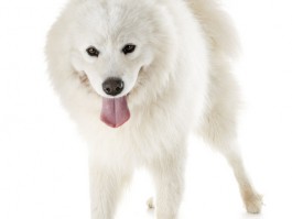2个月萨摩耶幼犬：健康成长指南