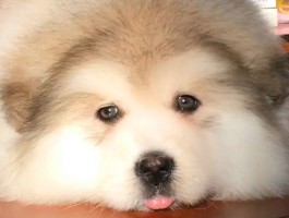 五个月的狗能买吗？你应该知道的购买幼犬指南