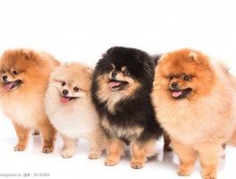 五个月狗狗吃多少狗粮：幼犬饲养指南