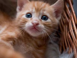 猫咪呕吐是什么原因导致的？如何应对？