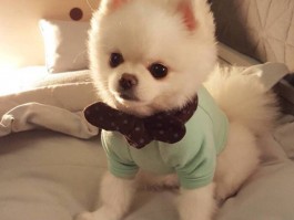 标签。