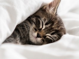 猫咪身上有小黑点点：原因、诊断与对策
