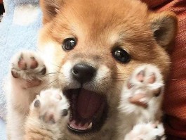 狗狗脱毛是什么原因
