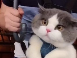 猫咪丢了：紧急寻找与预防措施指南