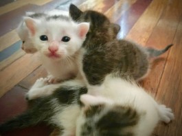 猫咪剪了指甲会怎么样