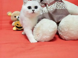 狗狗疯跑：原因、危害与应对策略