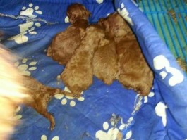 猫怀孕几个月生：了解猫咪的妊娠周期