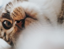 猫咪剃毛后注意事项