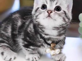 半个月大猫咪怎么养：新手养猫指南
