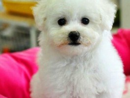 猫咪尴尬期前后：了解成长过程中的关键阶段