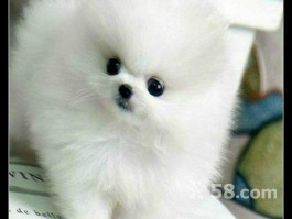 狗狗几个月不用泡：揭秘狗狗的护理周期