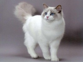 小猫两个月之后吃什么：营养均衡的成长指南