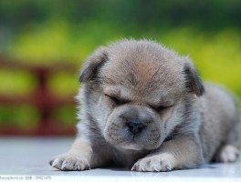 狗狗疝气的症状：及时发现与治疗的重要性