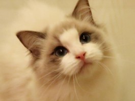 三个月的柴：幼犬成长指南