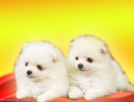 一个月的马犬：成长指南与护理要点