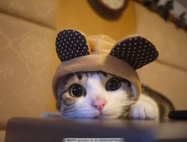 两个月猫吃什么：营养均衡的成长指南