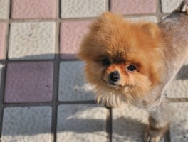 一两个月的小猫怎么养 - 宠物医生的专业建议