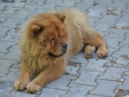 1个月幼犬泰迪怎么喂养：新手养犬必备指南