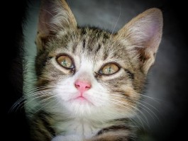 宠物猫走丢会是什么原因