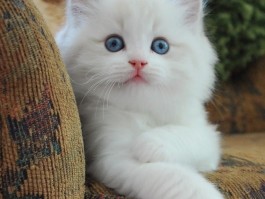 猫咪换环境拉稀：原因、预防和应对措施