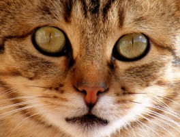 猫拨号异常什么原因？揭秘猫咪拨号行为背后的真相