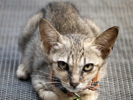 猫咪的眼白露出来：原因与应对策略