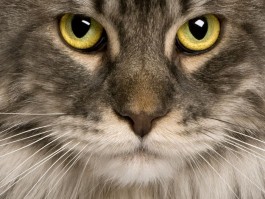 怎么预防猫咪得猫癣