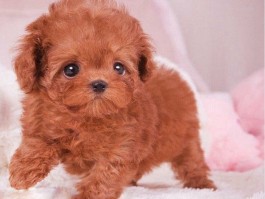 雪纳瑞三个月多少斤：了解幼犬成长标准