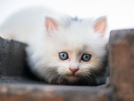 猫咪怎么办理托运：完整指南与注意事项