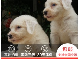 猫咪甩头耳朵是干净的：揭秘背后的原因