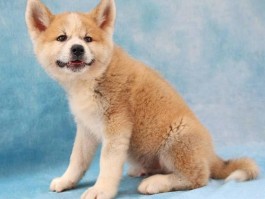 狗狗假怀孕：了解这一现象及其影响