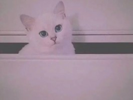 宠物睡眠超好什么原因呢？揭秘宠物优质睡眠的秘密