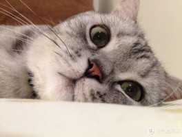 猫吃野草什么原因