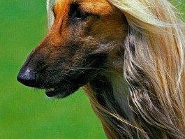 猫咪牙龈红肿口臭：原因、诊断与治疗
