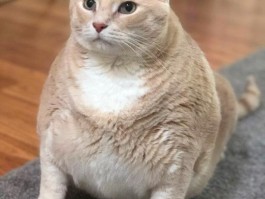 猫咪吃了东西就吐：原因分析与应对措施