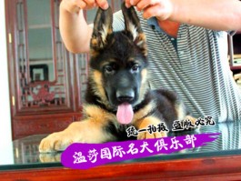 猫咪美容造型：让你的爱宠焕发新生