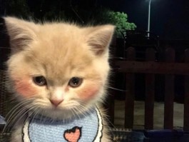 刚满月的猫咪怎么喂养：全面指南