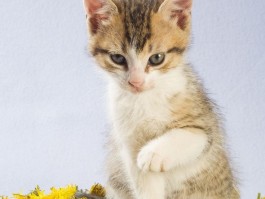 猫咪中暑：预防与急救指南