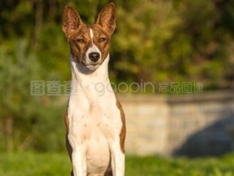 比熊一个月幼犬：护理指南与成长要点