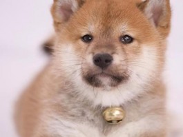 2个月小猫吃猫粮用泡：科学喂养助力健康成长