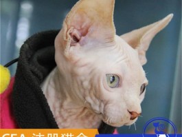 标题：猫咪用品——全方位满足爱猫需求的必备清单