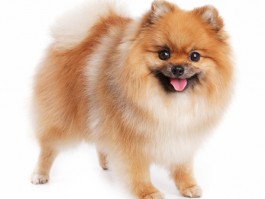 八哥犬几个月发情：了解发情周期与应对策略