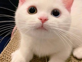 几个月的狗算幼犬