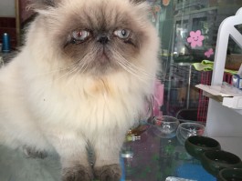 猫咪爱吃狗粮：揭秘这一行为的背后原因