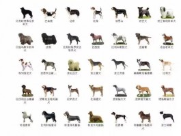 狗狗吐了吃什么药？宠物医生为您解答