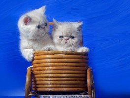 猫咪有哮喘：了解症状、治疗与预防