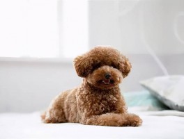 猫咪一直跑来跑去：揭秘背后的原因与应对策略