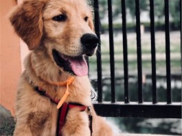 狗狗犬瘟抽搐：了解症状与应对策略